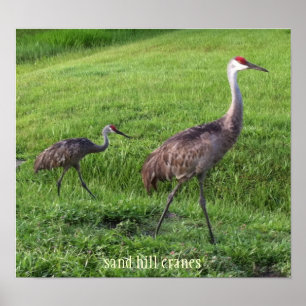 Sand Hill Cranes Poster