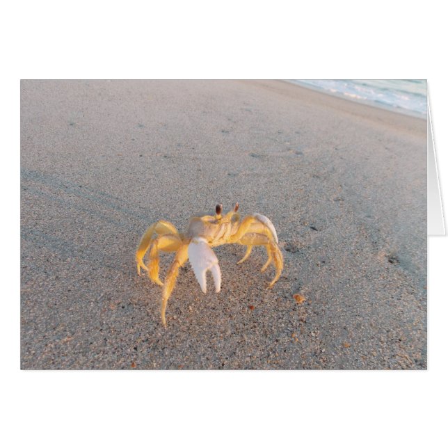 Sand-Krabben-Tanz (Vorderseite (Horizontal))