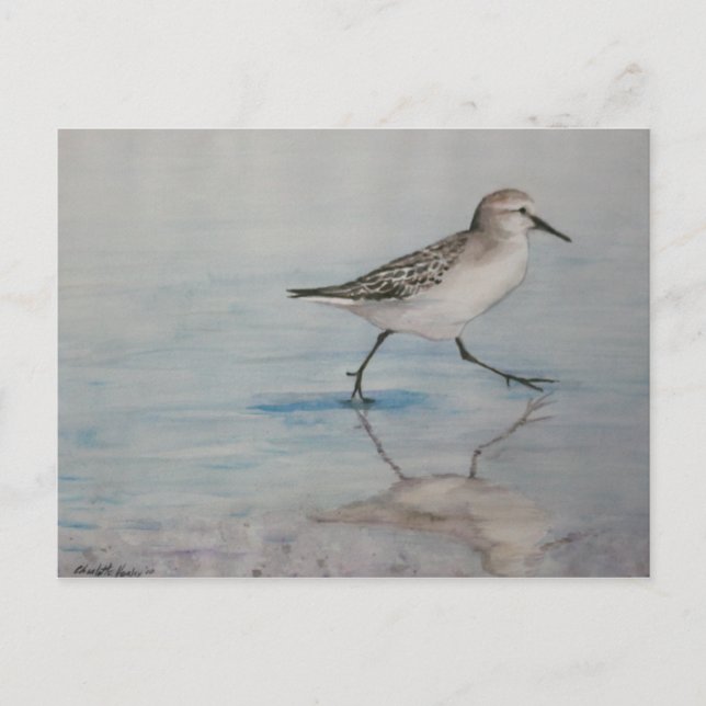Sand Piper Bird Art Postkarte (Vorderseite)