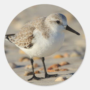 Sand Piper und Seashells Runder Aufkleber