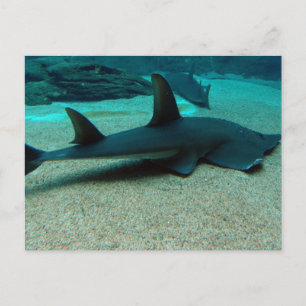 Sand Shark Postcard Postkarte