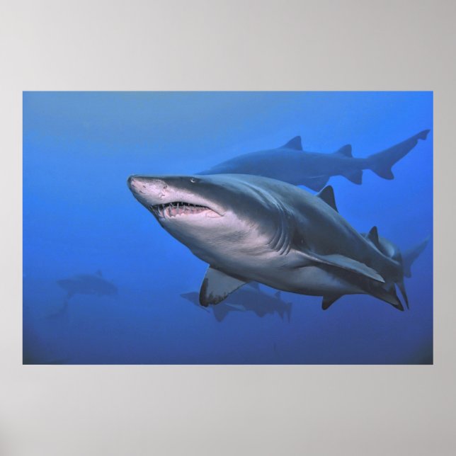 Sand Tiger Shark Poster (Vorne)