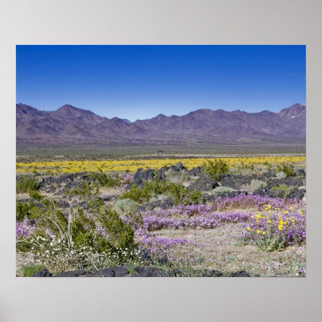 Sand Verbena & Desert Gold bei Amboy Crater, CA, Poster (Vorne)