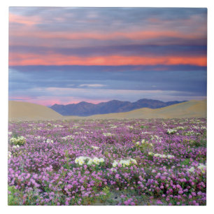 Sand Verbena & Dune Primrose Wildblumen bei Sunset Fliese