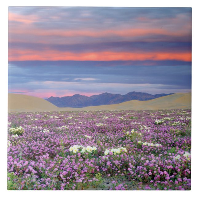 Sand Verbena & Dune Primrose Wildblumen bei Sunset Fliese (Vorderseite)