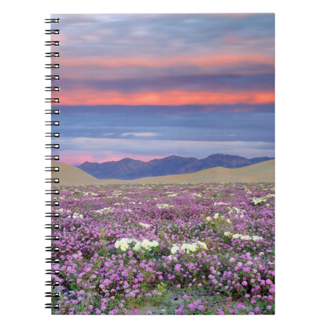 Sand Verbena & Dune Primrose Wildblumen bei Sunset Notizblock (Vorderseite)