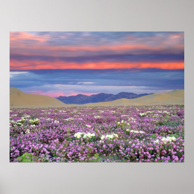 Sand Verbena & Dune Primrose Wildblumen bei Sunset Poster (Vorne)