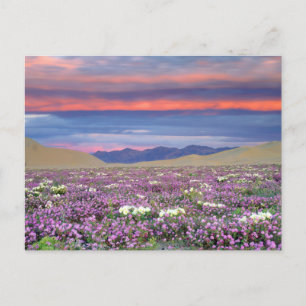 Sand Verbena & Dune Primrose Wildblumen bei Sunset Postkarte