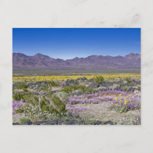 Sand-Verbene und Desert-Gold bei Amboy-Krater, CA, Postkarte