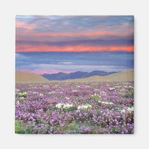 Sand-Verbene und Sand-Primel-Wildblumen bei Sonnen Magnet