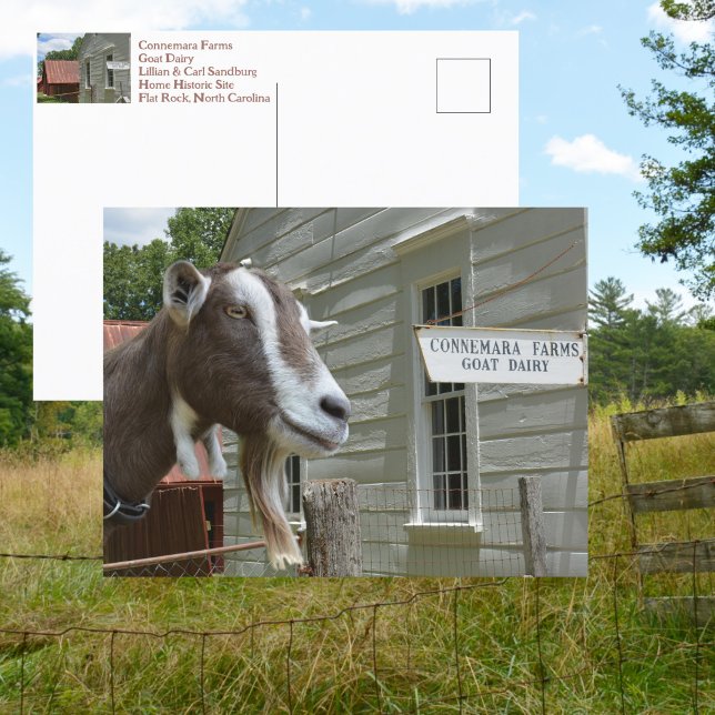 Sandburg Connemara Farms Goat Dairy Fotografic Postkarte (Von Creator hochgeladen)