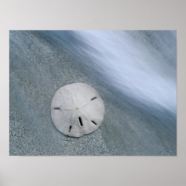 Sanddollar am Strand | Insel Sanibel, Florida Poster (Vorne)