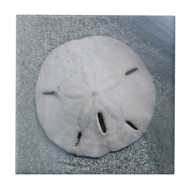 Sanddollar am Strand| Sanibel Island, Florida Fliese (Vorderseite)