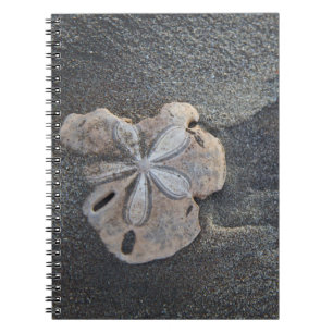 Sanddollar auf Sand Notizblock