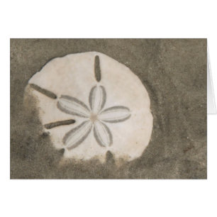 Sanddollar (Echinarachnius parma)