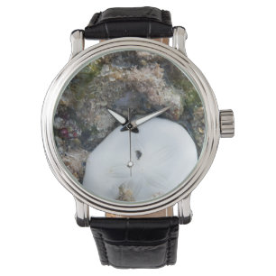 SandDollar im Fidschi-Riff bei Ebbe Armbanduhr