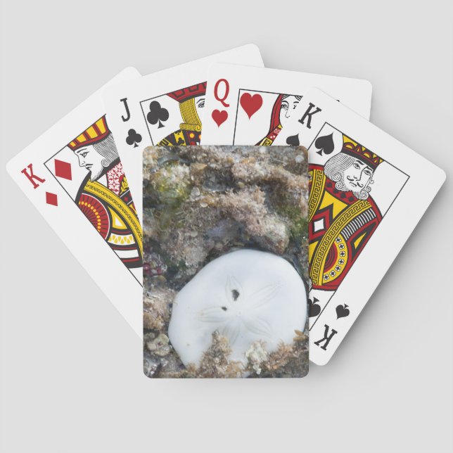 SandDollar im Fidschi-Riff bei Ebbe Spielkarten (Rückseite)