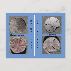 Sanddollar Postkarte