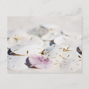 Sanddollars Postkarte