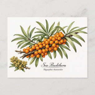 Sanddornzweig mit Beeren Vintage Postkarte