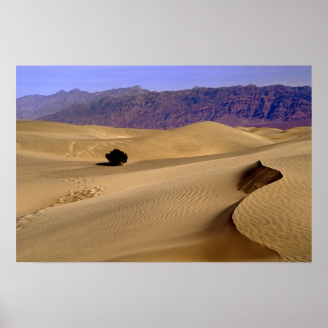 Sanddüne im Death Valley Poster (Vorne)
