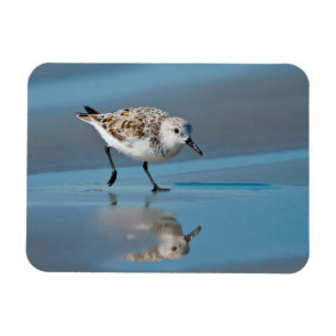 Sanderling (Calidris alba) auf nassem Strand beim Magnet