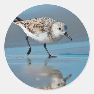 Sanderling (Calidris alba) auf nassem Strand beim Runder Aufkleber