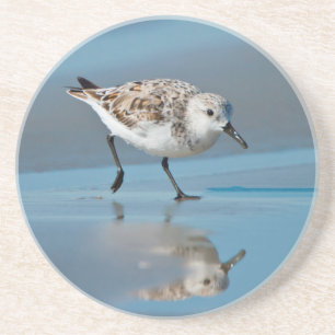 Sanderling (Calidris alba) auf nassem Strand beim Untersetzer