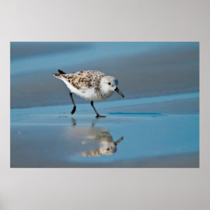 Sanderling (Calidris alba) bei der Nahrungsaufnahm Poster