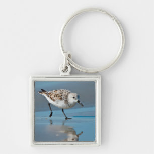 Sanderling (Calidris Albe) auf nassem Strand beim  Schlüsselanhänger