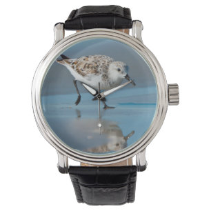 Sanderling (Calidris Albe) bei der Nahrungsaufnahm Armbanduhr