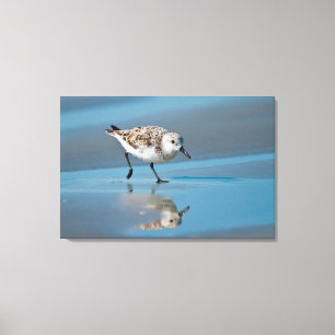 Sanderling (Calidris Albe) beim Fressen auf nassem Leinwanddruck