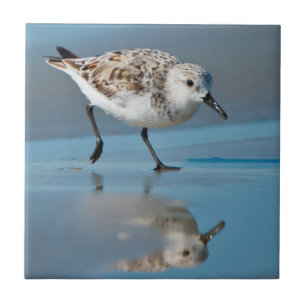 Sanderling (Calidris Albe) Fütternd am Strand von  Fliese