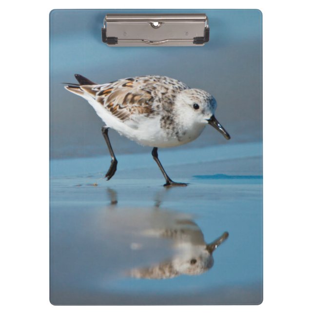 Sanderling (Calidris Albe) Fütternd am Strand von  Klemmbrett (Vorderseite)