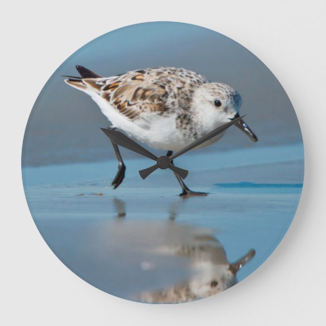 Sanderling (Calidris Albe) fütternd auf nassem Große Wanduhr (Vorderseite)