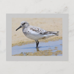 Sanderling Postkarte