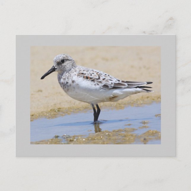 Sanderling Postkarte (Vorderseite)