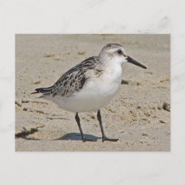 Sanderling Postkarte