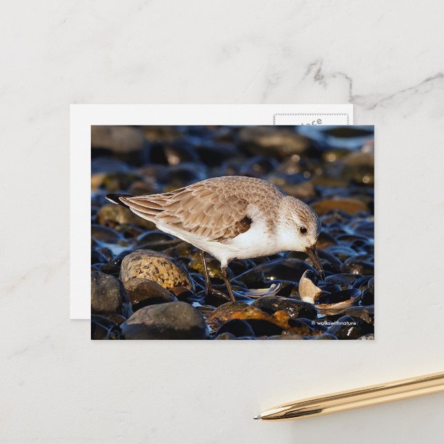 Sanderling Sandpiper Dines auf Clam am Strand Postkarte (Vorderseite/Rückseite Beispiel)