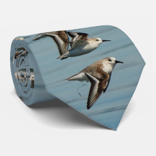 Sanderlings erheben sich in den Winternächten Krawatte
