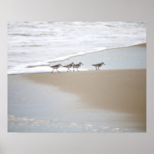Sanderlings Wandern am Strand Farbe 16x20 Poster