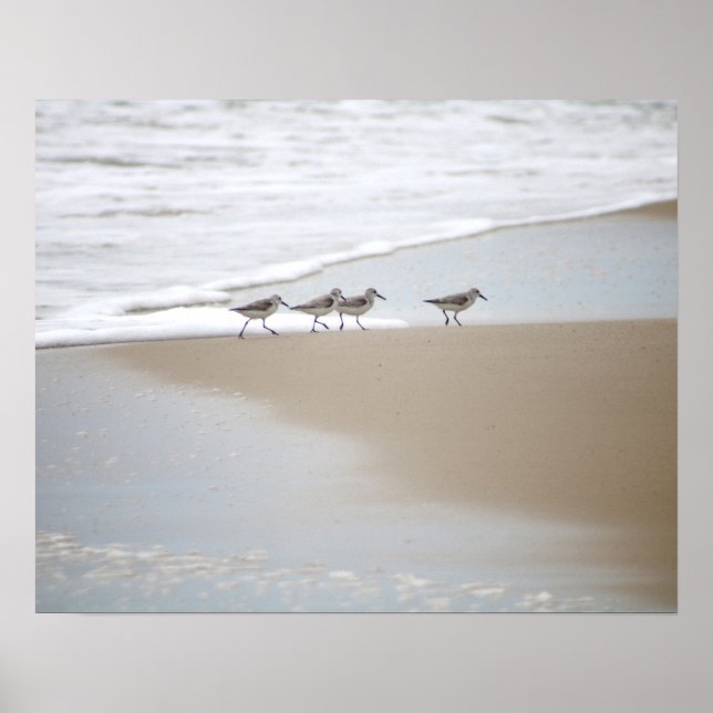 Sanderlings Wandern am Strand Farbe 16x20 Poster (Vorne)