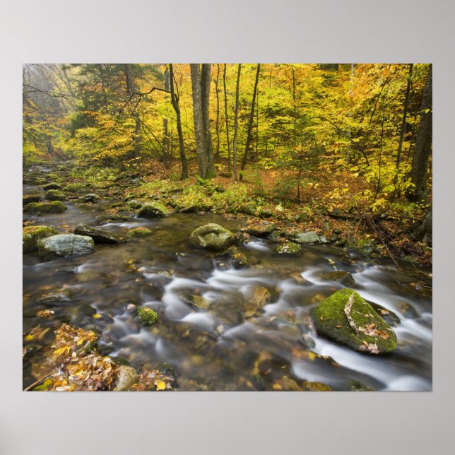 Sanderson Brook. Chester-Blanford Staat Forest. Poster (Vorne)