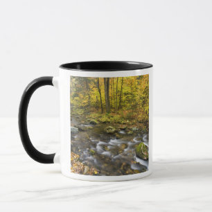 Sanderson Brook. Chester-Blanford Staat Forest. Tasse