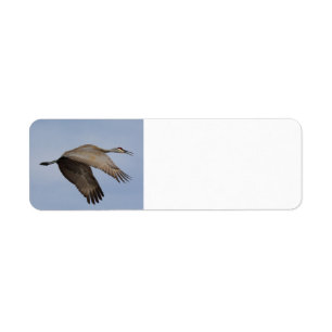 Sandhill-Crane-Adresse