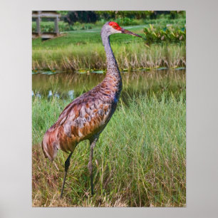 Sandhill Crane am Teich Poster