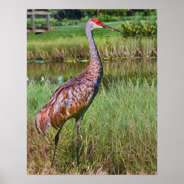 Sandhill Crane am Teich Poster (Vorne)