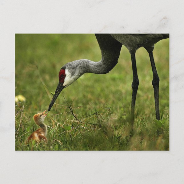 Sandhill Crane & Baby Postcard Postkarte (Vorderseite)