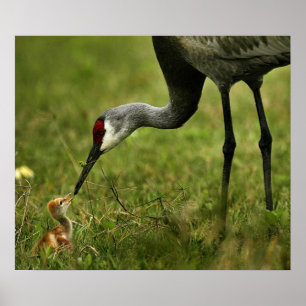 Sandhill Crane & Baby Poster