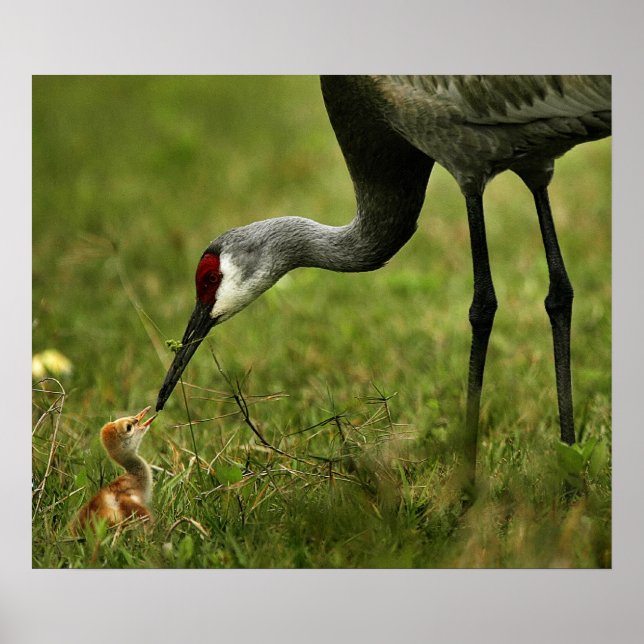 Sandhill Crane & Baby Poster (Vorne)